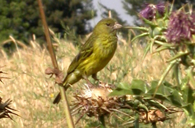 African Citril