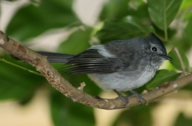 Blue-mantled Crested Flycatcher