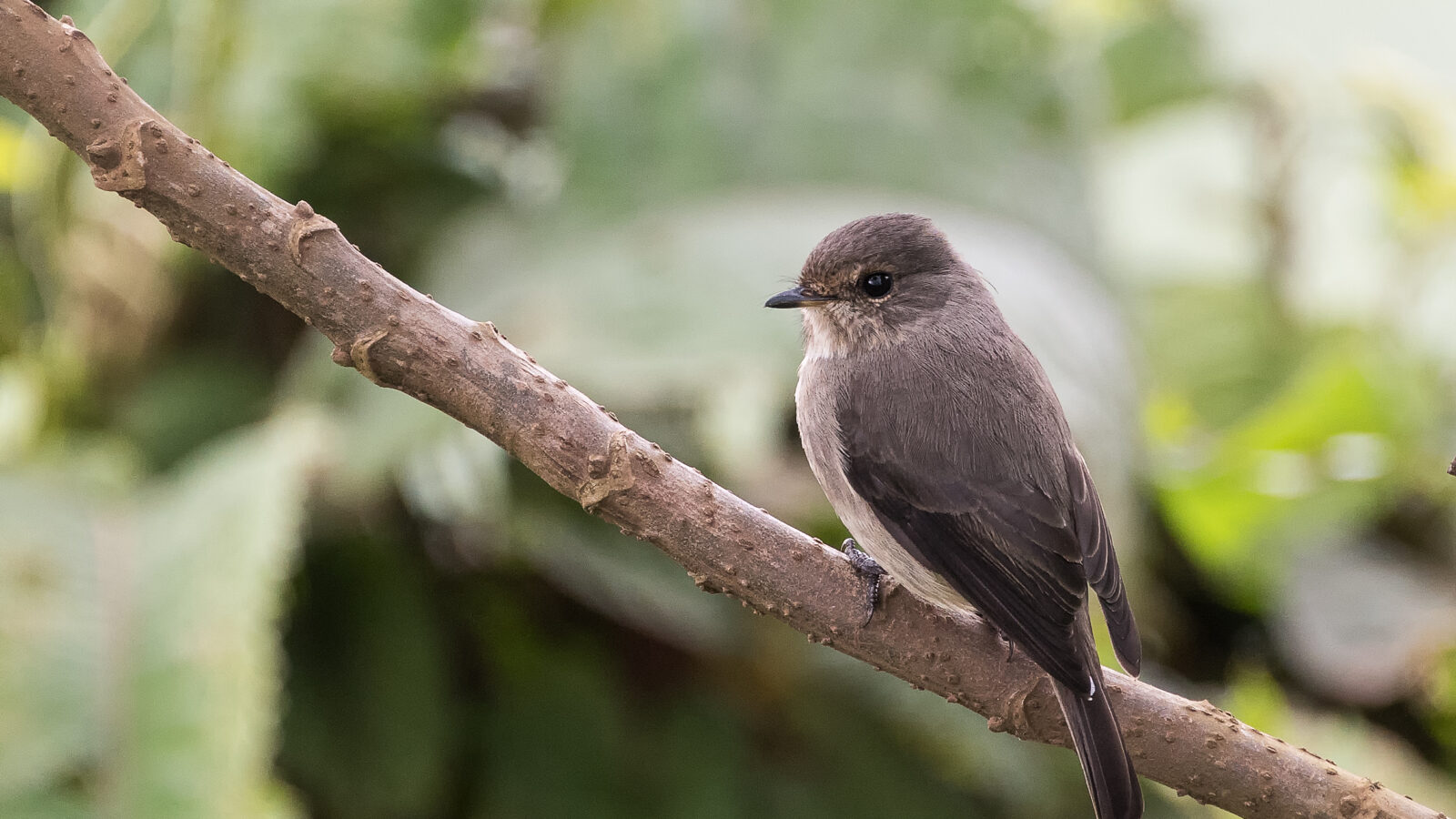 African Dusky Flycatcher