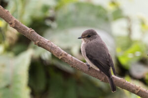 African Dusky Flycatcher