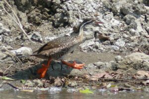 African Finfoot