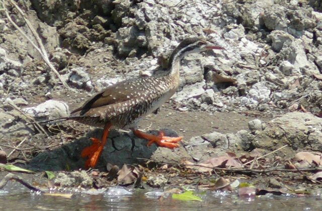 African Finfoot
