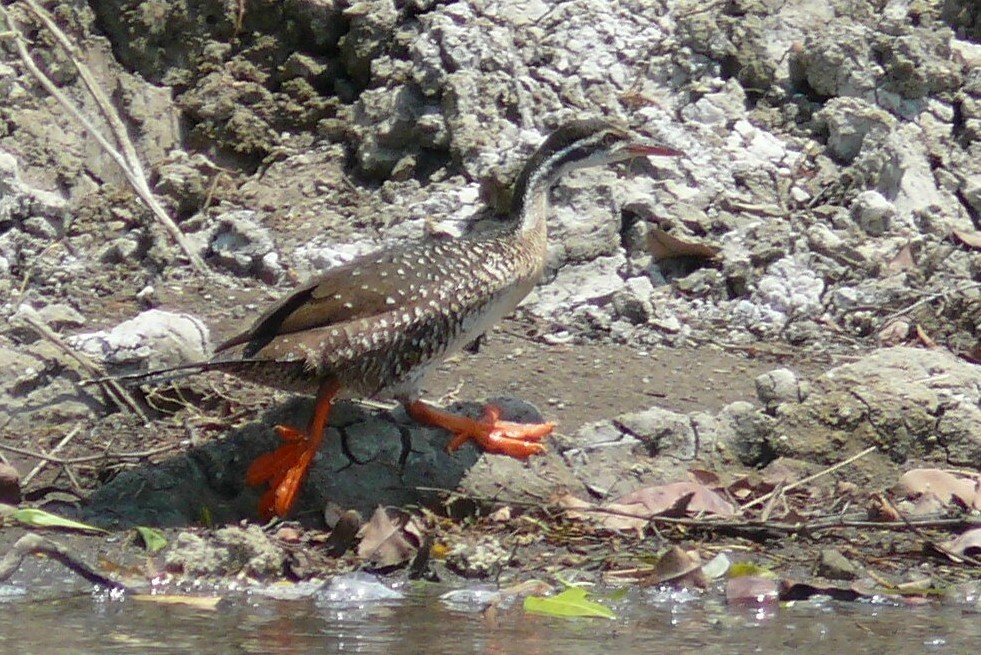 African Finfoot