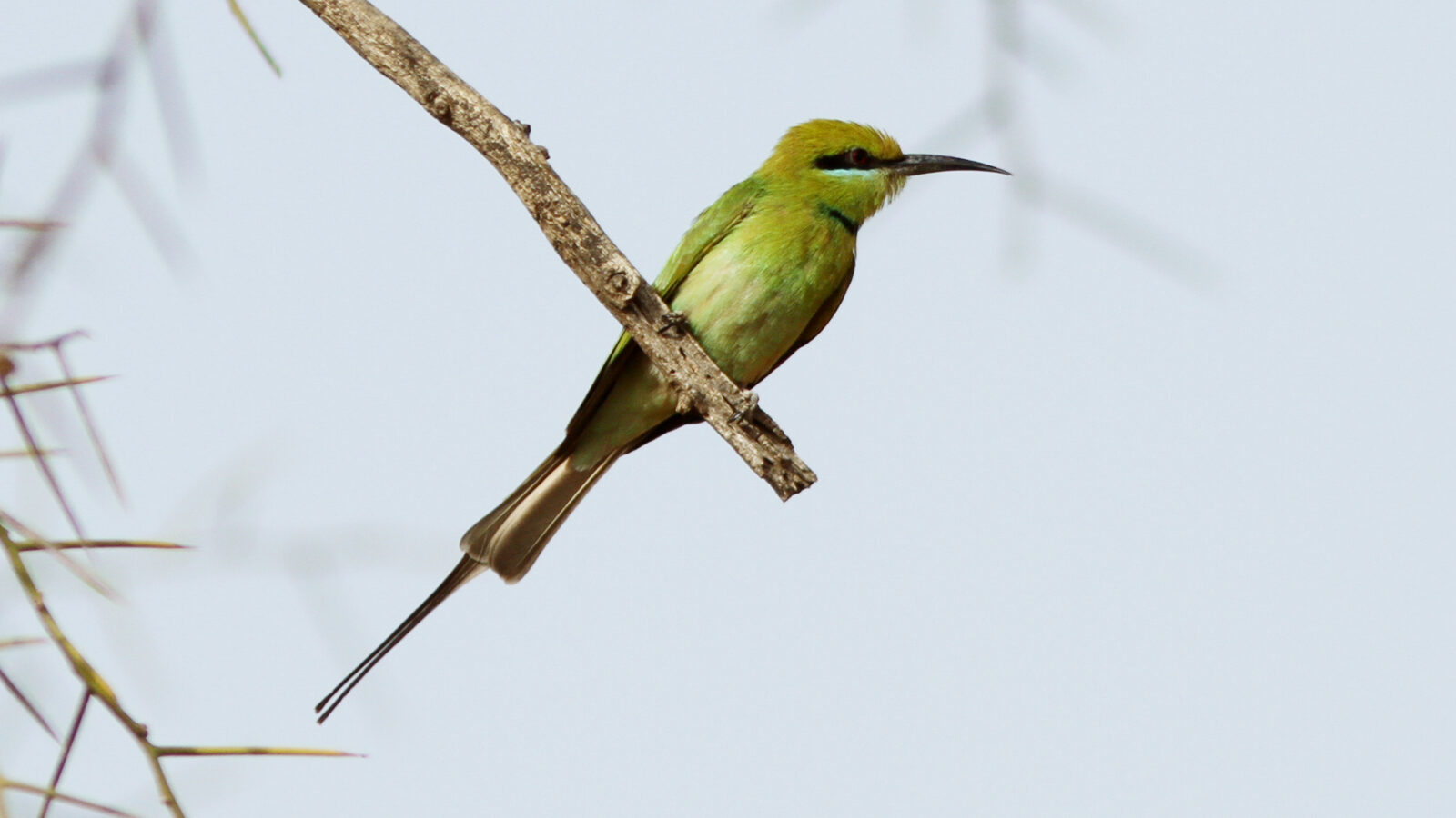 African Green Bee-eater