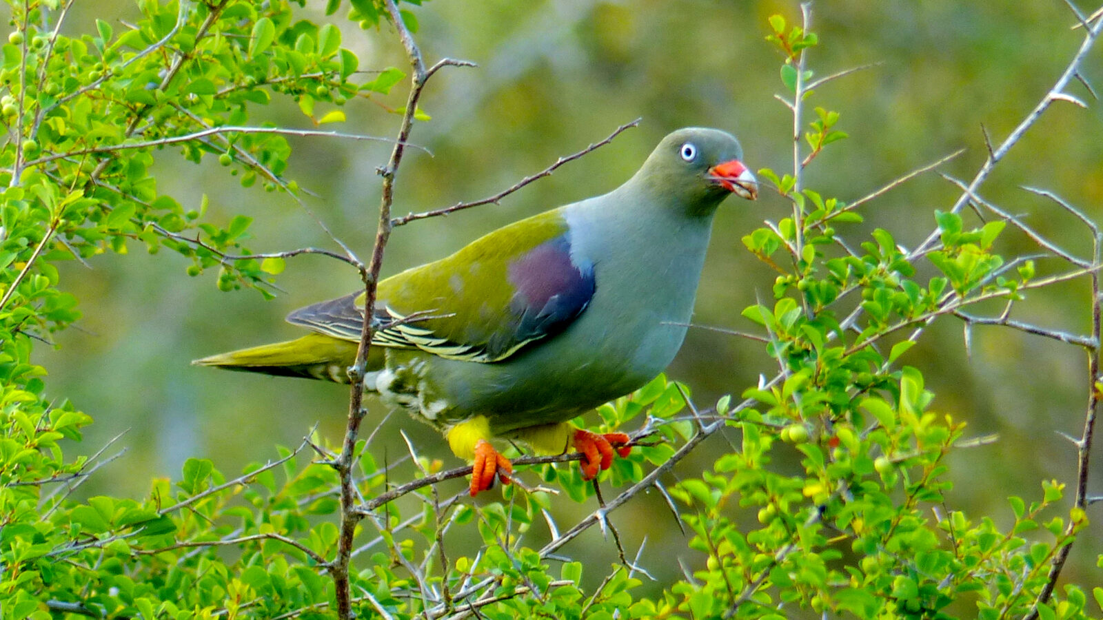 African Green Pigeon