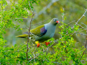 African Green Pigeon