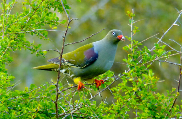 African Green Pigeon