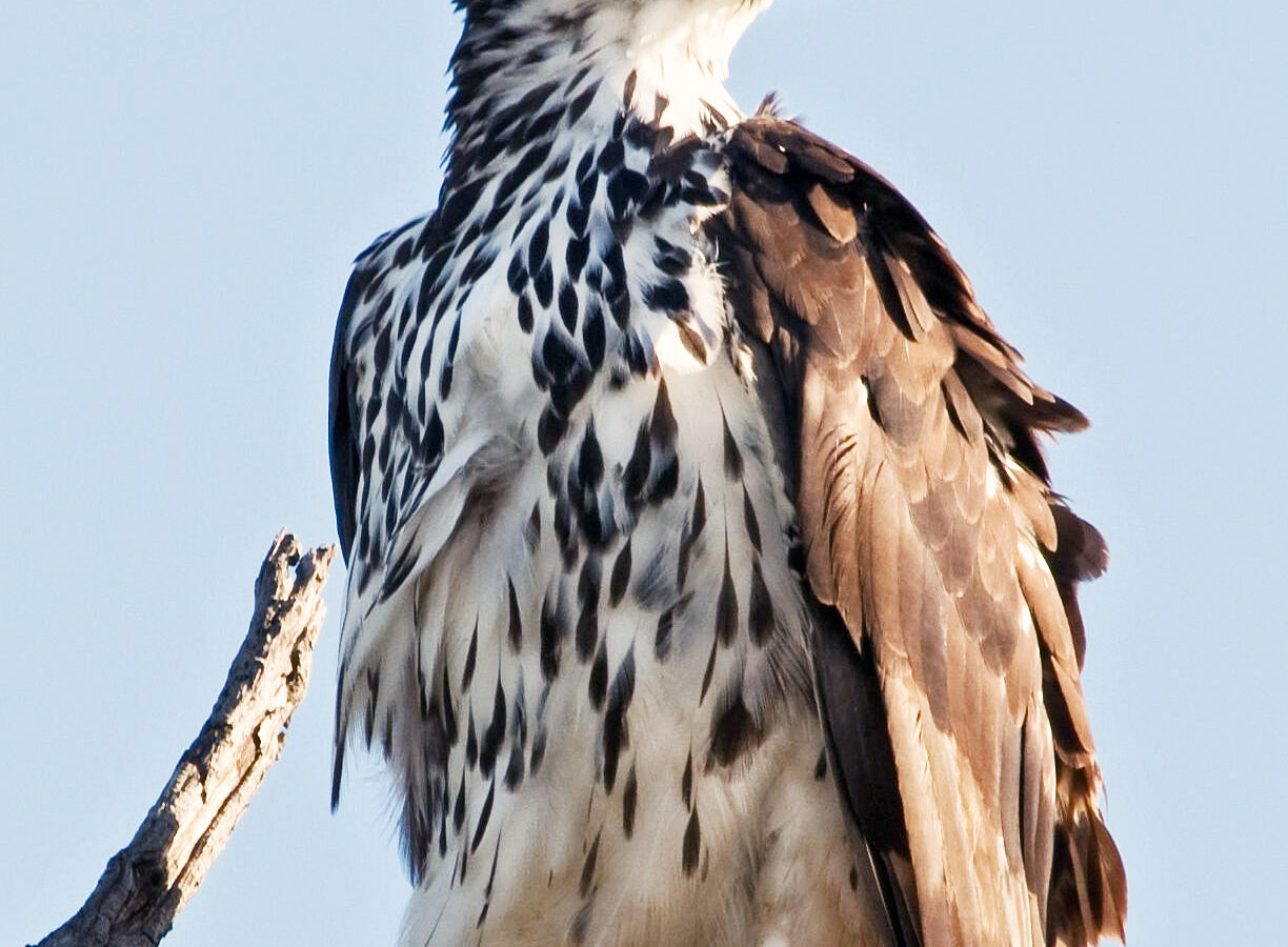 African Hawk-Eagle