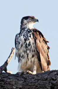 African Hawk-Eagle