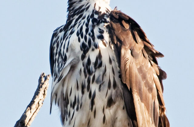 African Hawk-Eagle
