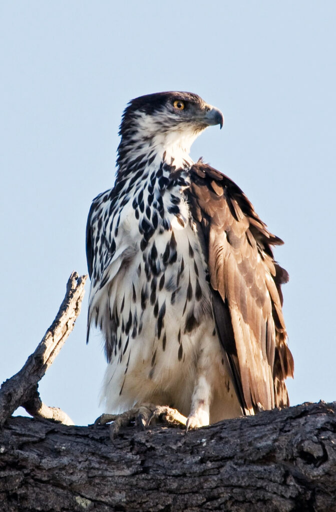 African Hawk-Eagle