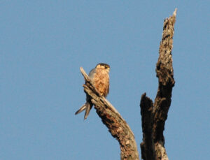 African Hobby
