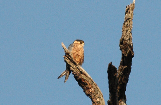 African Hobby