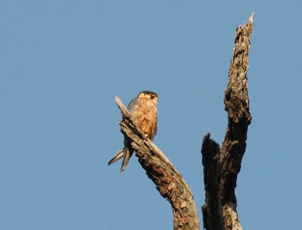 African Hobby