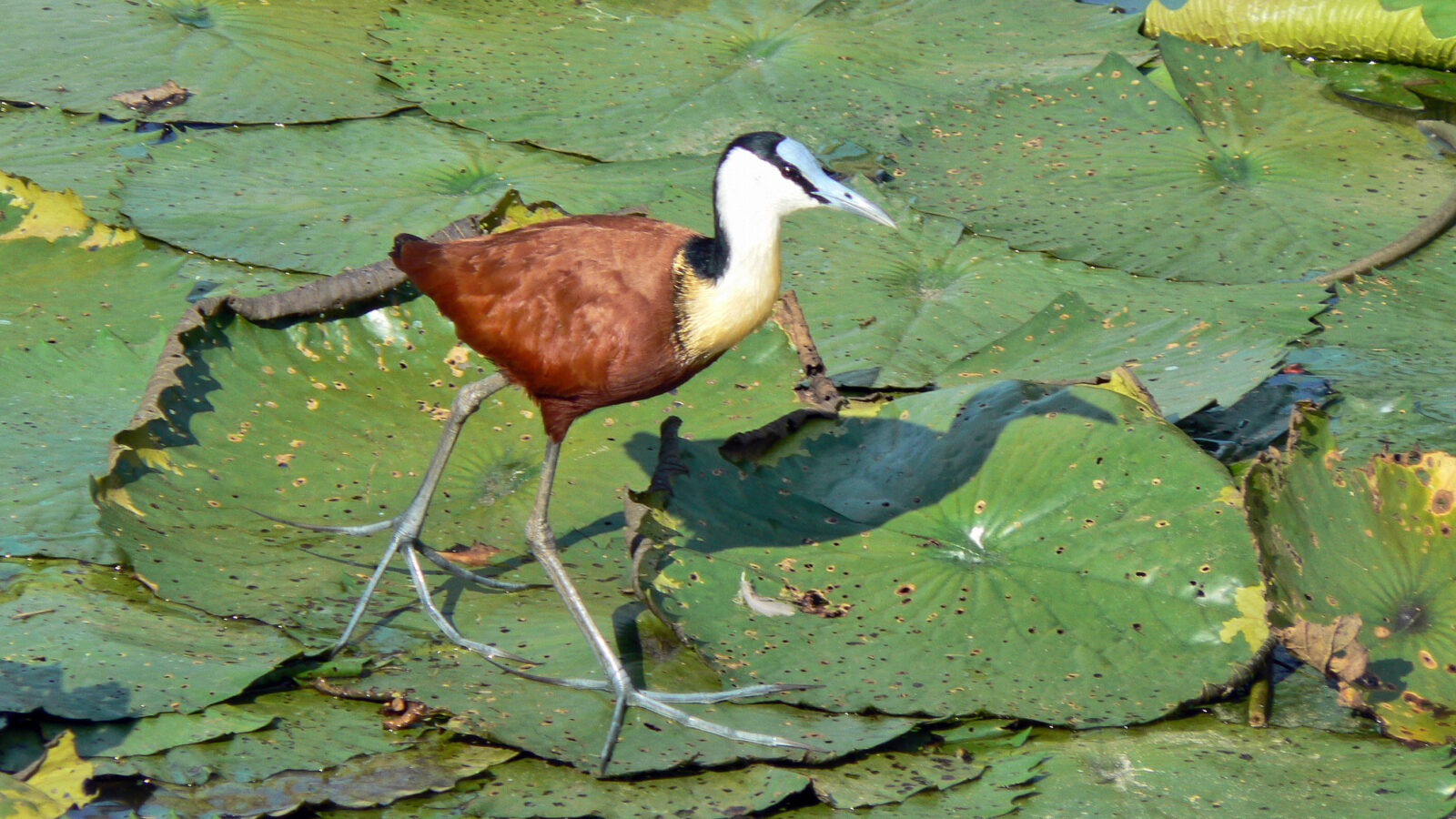 African Jacana