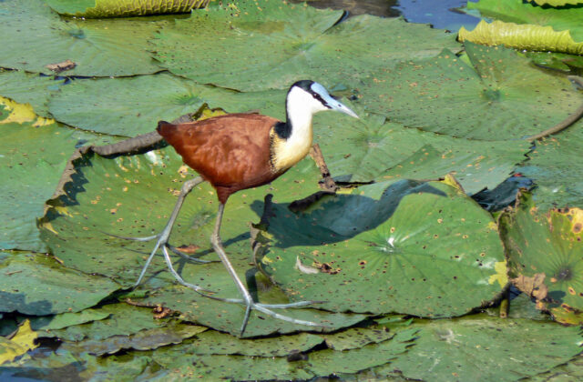 African Jacana