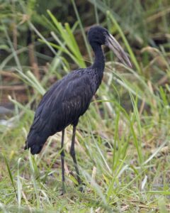 African Openbill
