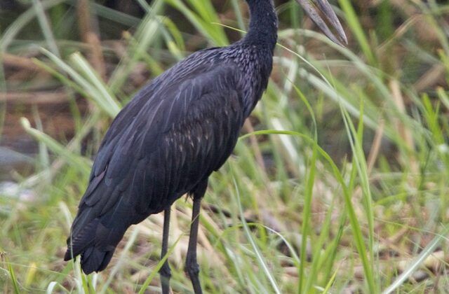 African Openbill