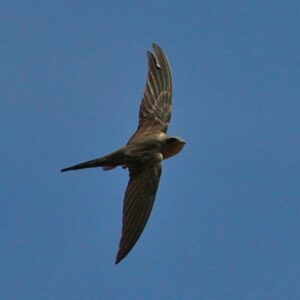 African Palm Swift