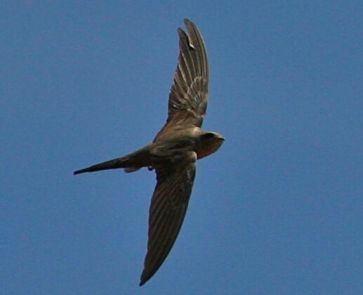 African Palm Swift