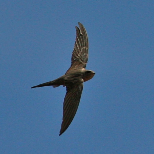 African Palm Swift