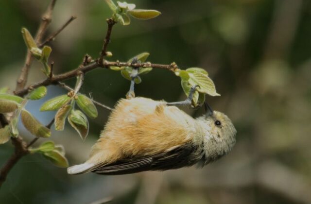 Grey Penduline Tit