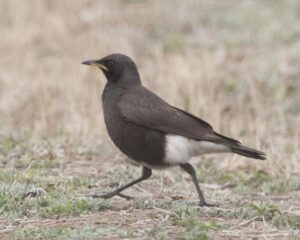 Pied Starling