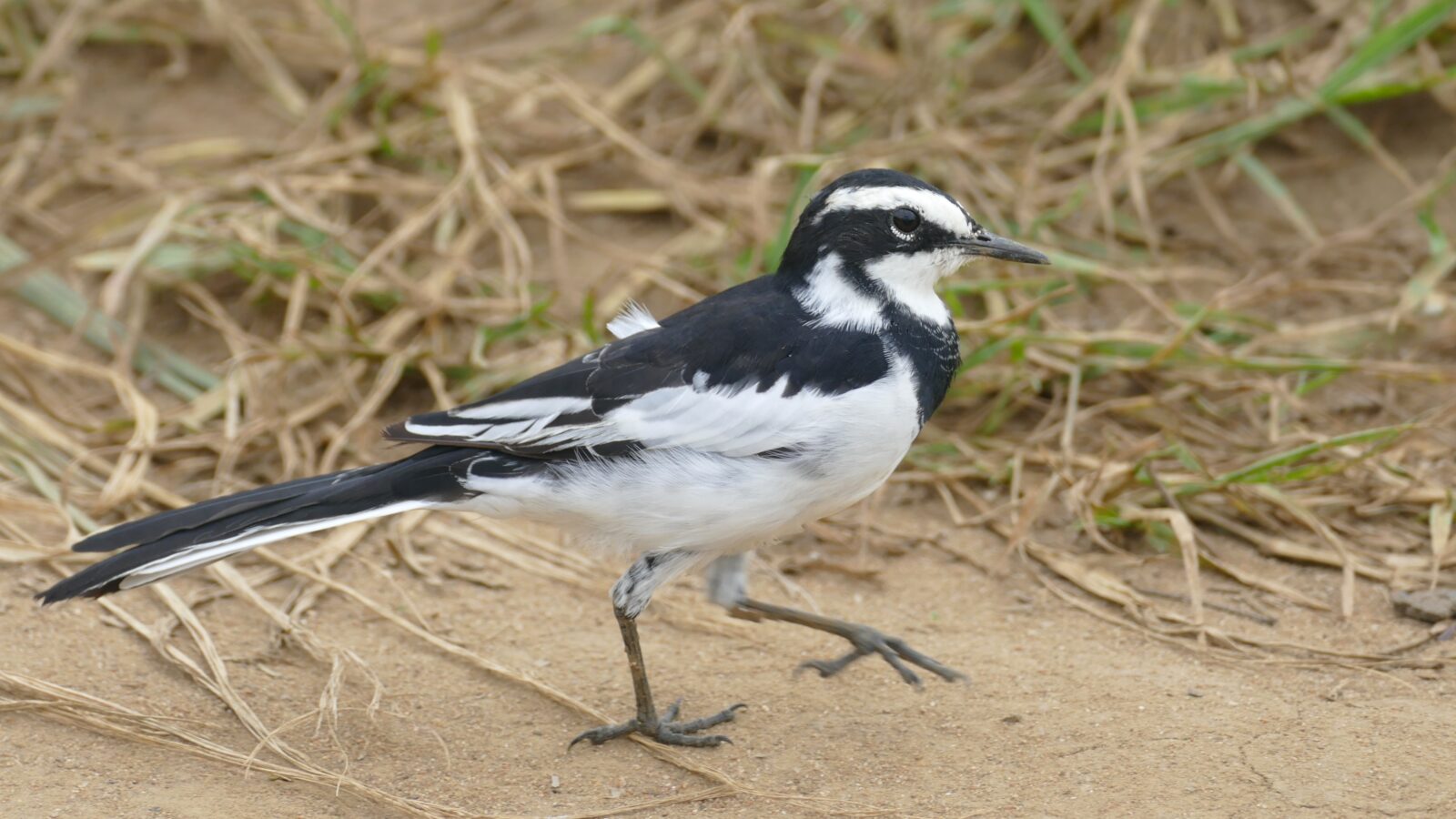 African Pied Wagtail