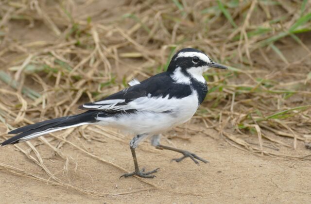 African Pied Wagtail