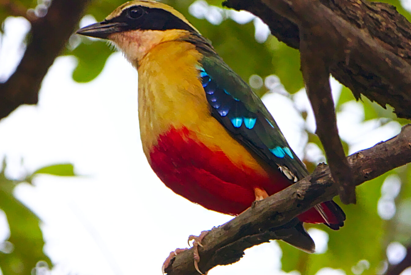 African Pitta