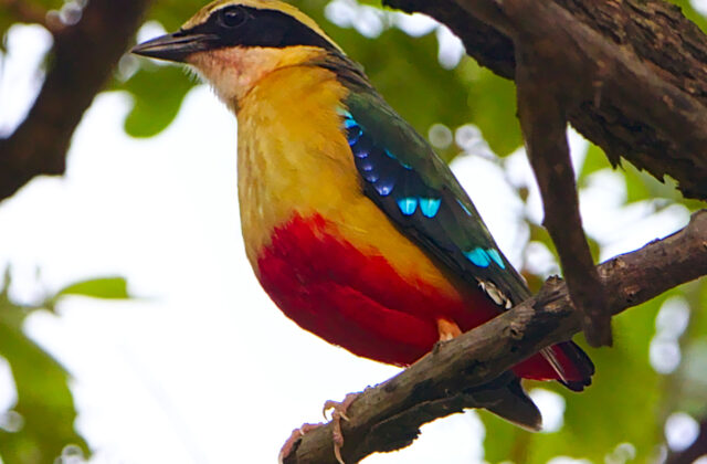 African Pitta