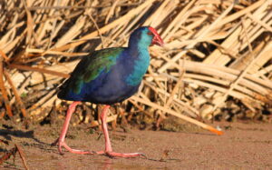 African Swamphen