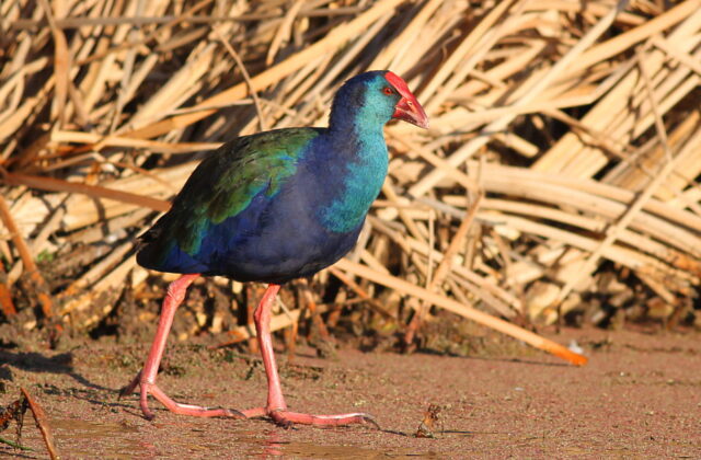 African Swamphen