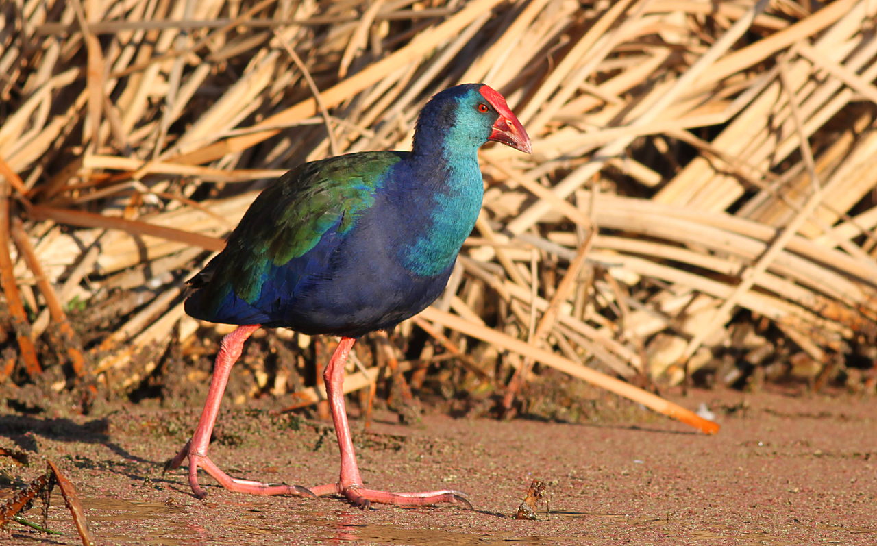 African Swamphen