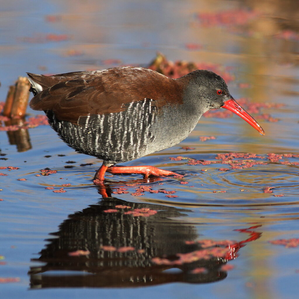 African Rail