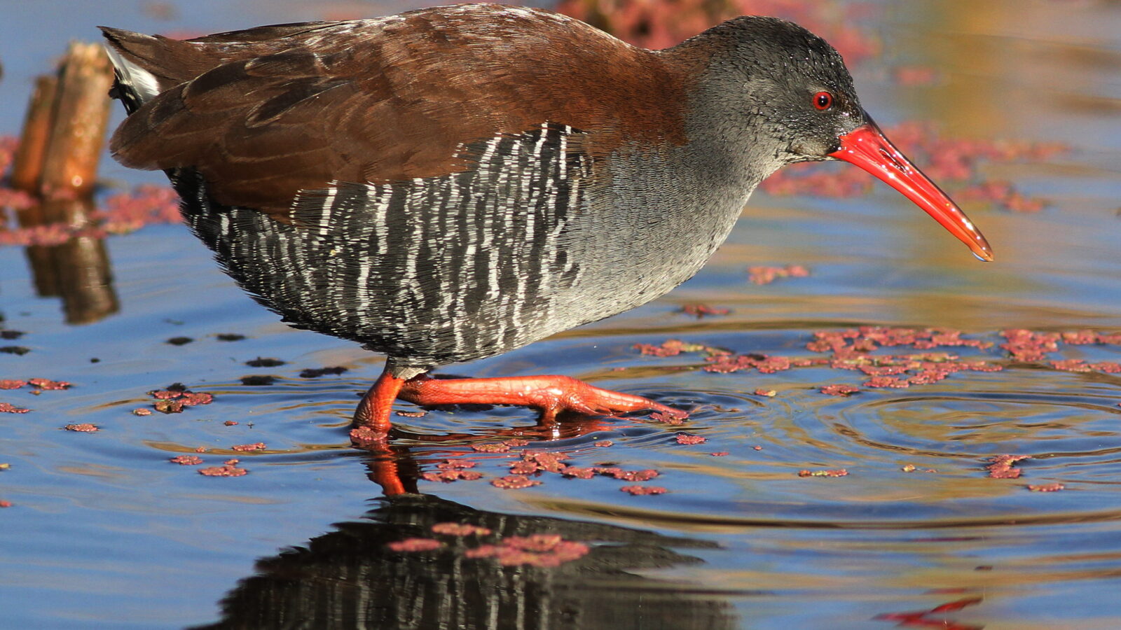 African Rail