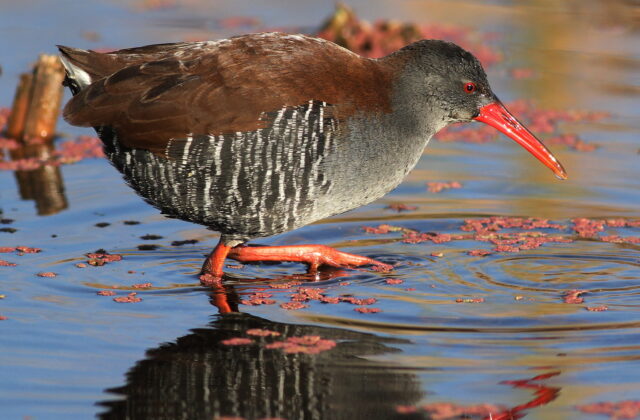 African Rail