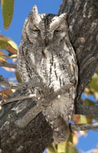 African Scops Owl