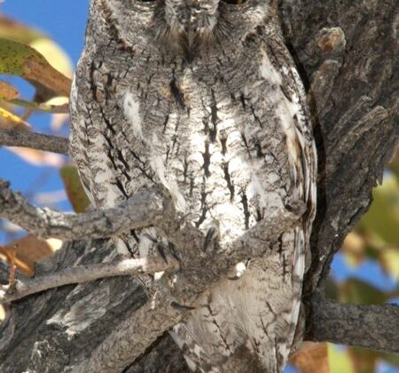 African Scops Owl