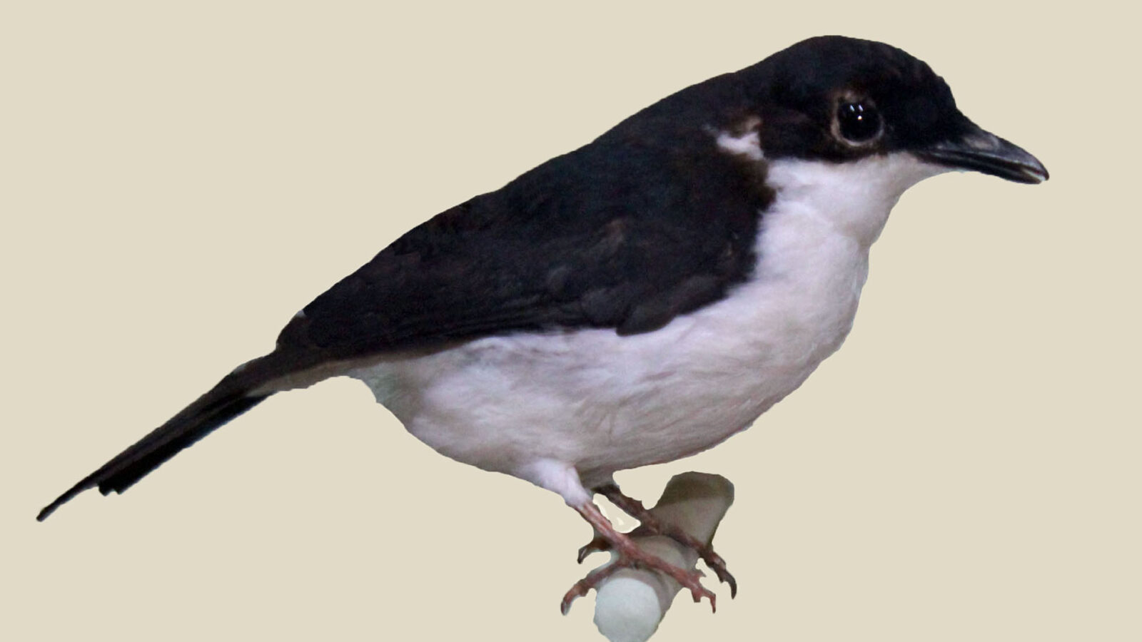 African Shrike-flycatcher