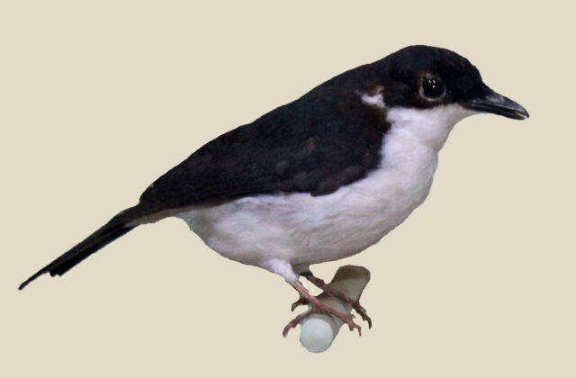 African Shrike-flycatcher