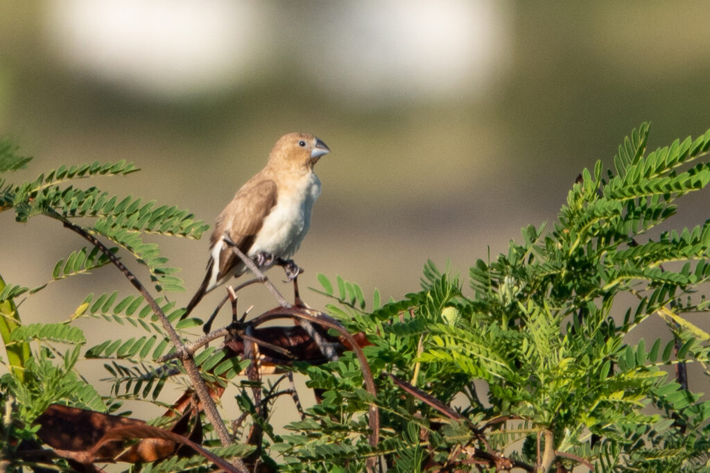 African Silverbill