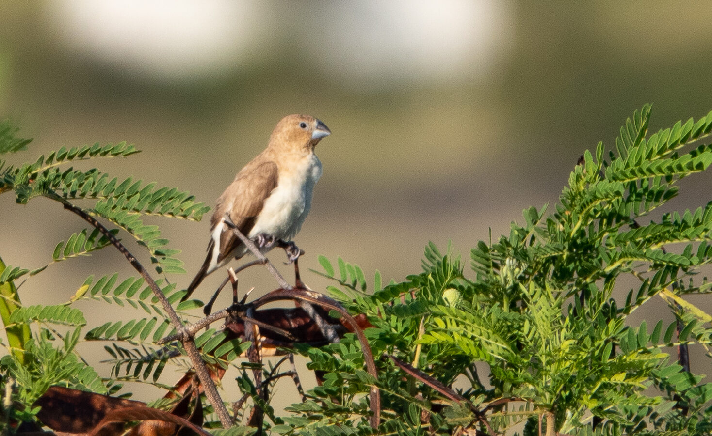 African Silverbill