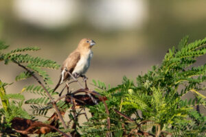 African Silverbill