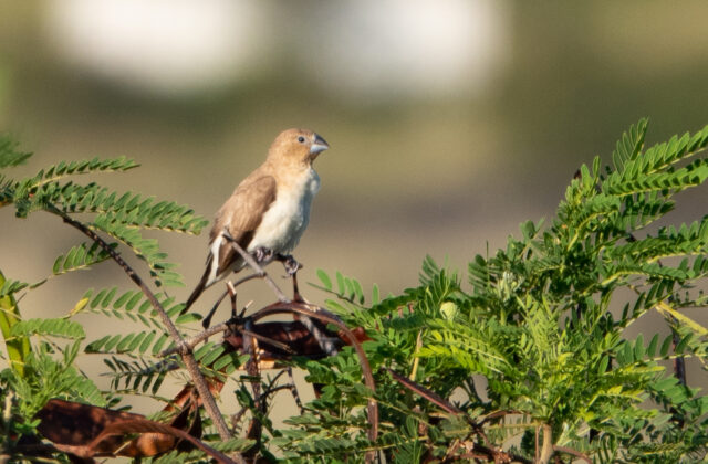 African Silverbill