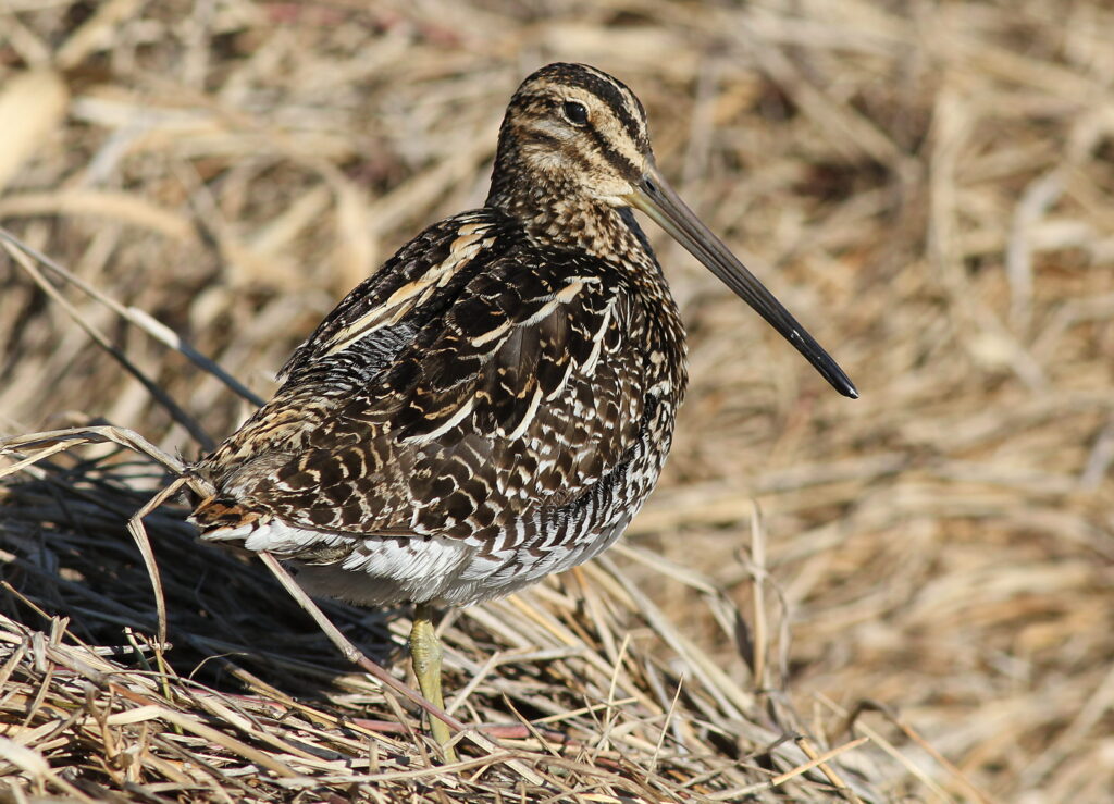 African Snipe