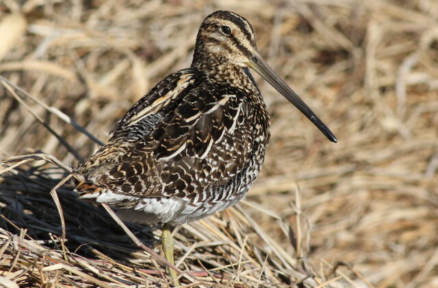 African Snipe