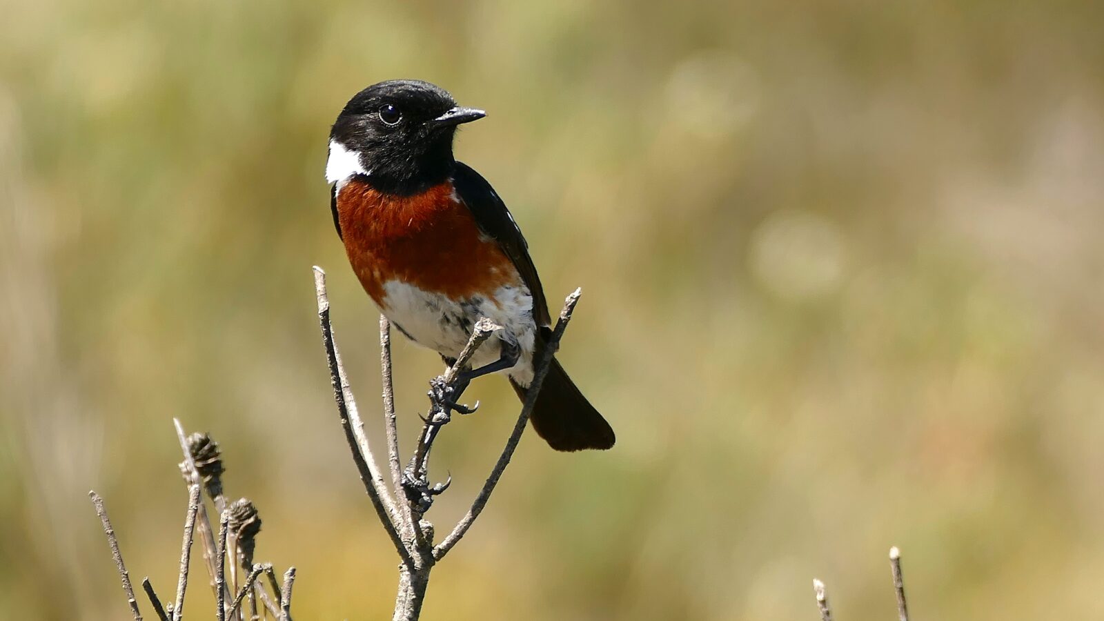 African Stonechat