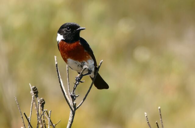 African Stonechat