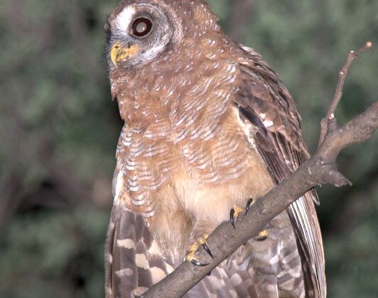 African Wood Owl